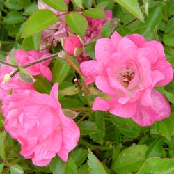 Rosal paisajístico rosa 'Fairy Rood'